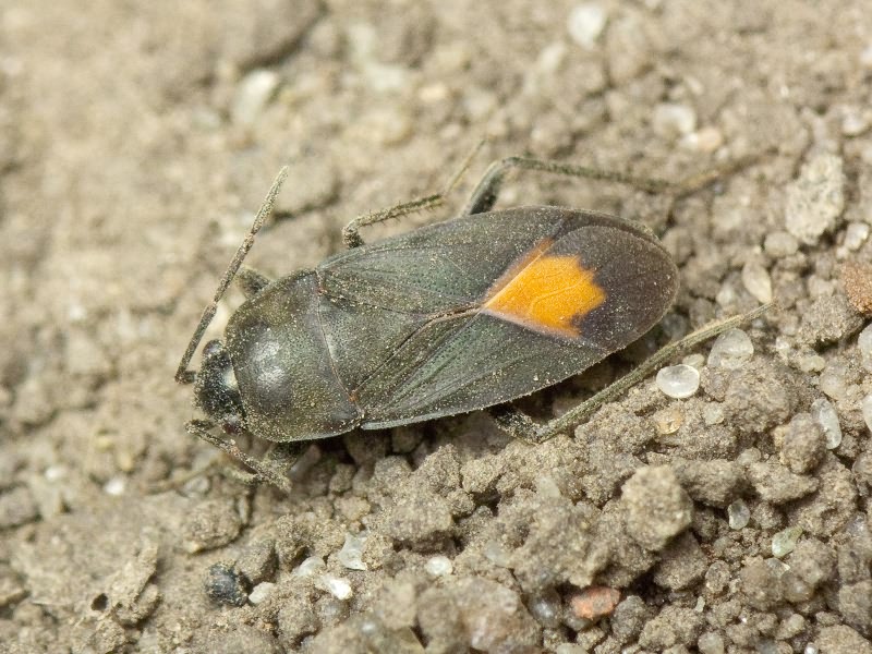 Aphanus rolandri (Linnaeus, 1758)
